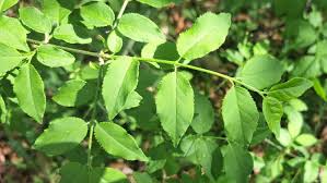 Attēlu rezultāti vaicājumam “Euonymus verrucosus”