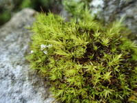 Attēlu rezultāti vaicājumam “Timmia megapolitana”