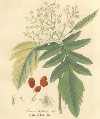 Attēlu rezultāti vaicājumam “Sorbus hybrida”