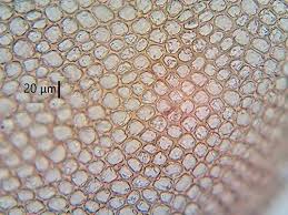 Attēlu rezultāti vaicājumam “Platydictya jungermannioides macro”