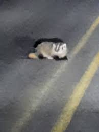 Image result for Lanreath Smbc