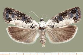 Attēlu rezultāti vaicājumam “Hedya salicella”