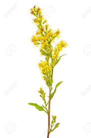 Attēlu rezultāti vaicājumam “Solidago virgaurea bud”