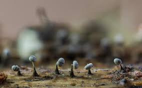 Attēlu rezultāti vaicājumam “Physarum album stalked”