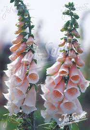 Attēlu rezultāti vaicājumam “Digitalis purpurea fruit”