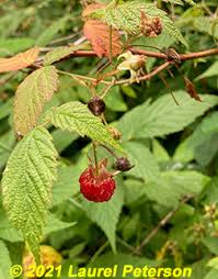 Attēlu rezultāti vaicājumam “Rubus idaeus fruit”