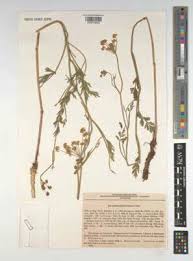 Attēlu rezultāti vaicājumam “Cnidium dubium”