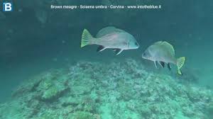 Image result for Sciaena umbra