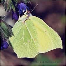 Attēlu rezultāti vaicājumam “Gonepteryx rhamni male”