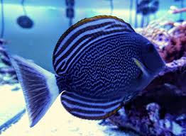 Image result for Acanthurus xanthopterus