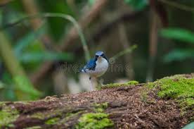 Image result for Luscinia cyane