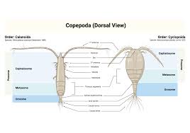 Attēlu rezultāti vaicājumam “Copepoda”