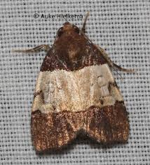 Attēlu rezultāti vaicājumam “Noctuidae”