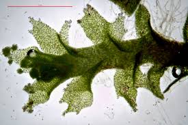 Attēlu rezultāti vaicājumam “Lophozia incisa”