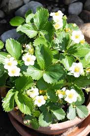 Attēlu rezultāti vaicājumam “Fragaria moschata flower”