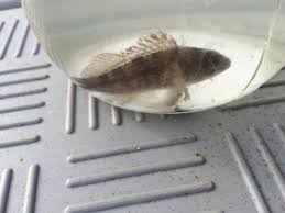 Image result for Centropristis striata