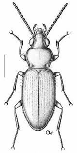Attēlu rezultāti vaicājumam “Carabidae”