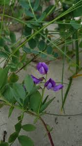 Attēlu rezultāti vaicājumam “Lathyrus japonicus subsp. maritimus flower”
