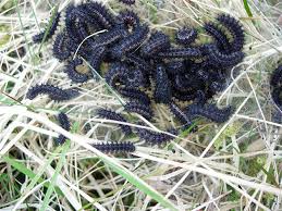 Attēlu rezultāti vaicājumam “Euphydryas maturna larva”