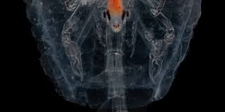 Attēlu rezultāti vaicājumam “Phronia sp.”