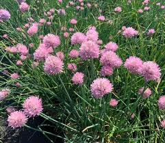 Image result for Allium schoenoprasum