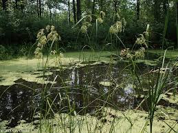Attēlu rezultāti vaicājumam “Scirpus sylvaticus fruit”