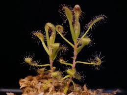 Attēlu rezultāti vaicājumam “Symphytocarpus flaccidus young”