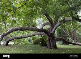 Attēlu rezultāti vaicājumam “Juglans mandshurica”