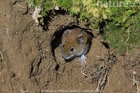 Attēlu rezultāti vaicājumam “Cricetidae”