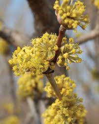 Attēlu rezultāti vaicājumam “Cornus mas flower”