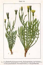 Attēlu rezultāti vaicājumam “Scapania mucronata macro”