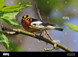 Image result for Dendroica fusca