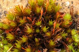 Attēlu rezultāti vaicājumam “Orthotrichum speciosum”