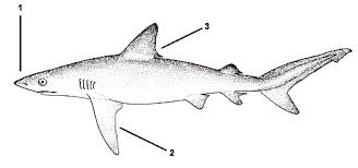 Image result for Carcharhinus perezii