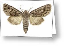 Attēlu rezultāti vaicājumam “Tholera decimalis”