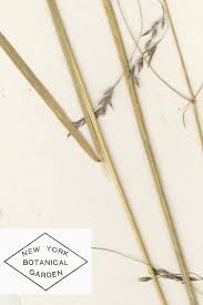 Attēlu rezultāti vaicājumam “Agrostis canina”