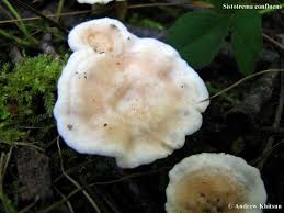 Attēlu rezultāti vaicājumam “Sistotrema confluens”