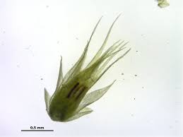Attēlu rezultāti vaicājumam “Homalothecium sericeum”