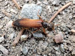 Attēlu rezultāti vaicājumam “Hylecoetus dermestoides”