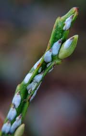 Attēlu rezultāti vaicājumam “Chionaspis salicis”