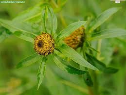 Attēlu rezultāti vaicājumam “Bidens cernua”