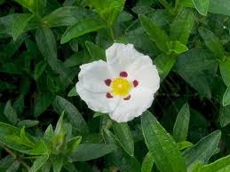 Attēlu rezultāti vaicājumam “Cistaceae”