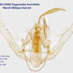 Attēlu rezultāti vaicājumam “Hypenodes humidalis”