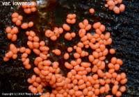 Attēlu rezultāti vaicājumam “Trichia contorta”