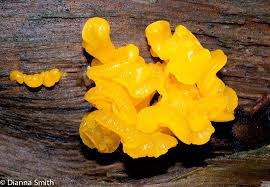 Attēlu rezultāti vaicājumam “Dacrymyces chrysospermus spores”