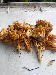 Attēlu rezultāti vaicājumam “Stemonaria irregularis stalked”