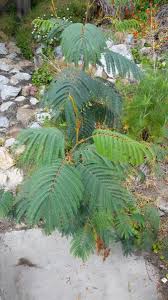 Attēlu rezultāti vaicājumam “Lophozia ascendens”