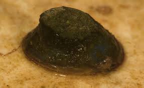 Attēlu rezultāti vaicājumam “Ancylus fluviatilis”