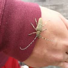 Attēlu rezultāti vaicājumam “Saperda carcharias”