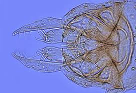 Attēlu rezultāti vaicājumam “Tanytarsus”